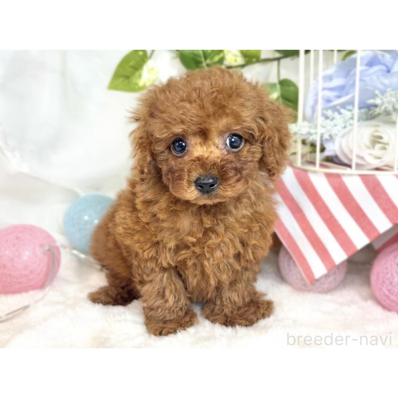 成約済の滋賀県のトイプードル-410287の3枚目